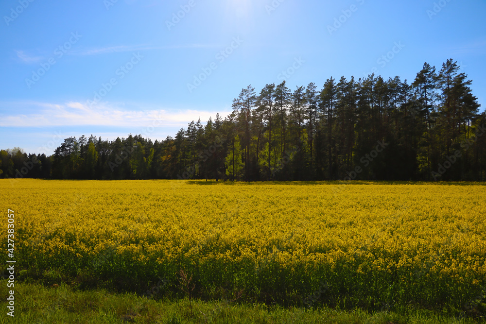 Yellow rapeseed field on a background of green forest and blue sky. Yellow rapeseed field on a background of green forest and blue sky.