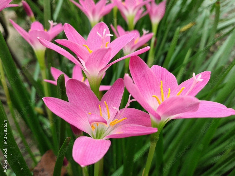 pink and white flower,pink lily amazing capture from rural garden,Wonderfull natural crinum lily,pink colour flower, mind refreshing flower pink and white flower,pink lily amazing capture from rural garden,Wonderfull natural crinum lily,pink colour flower, mind refreshing flower