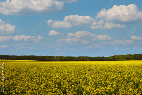 Blooming yellow rapeseed field in spring or summer.