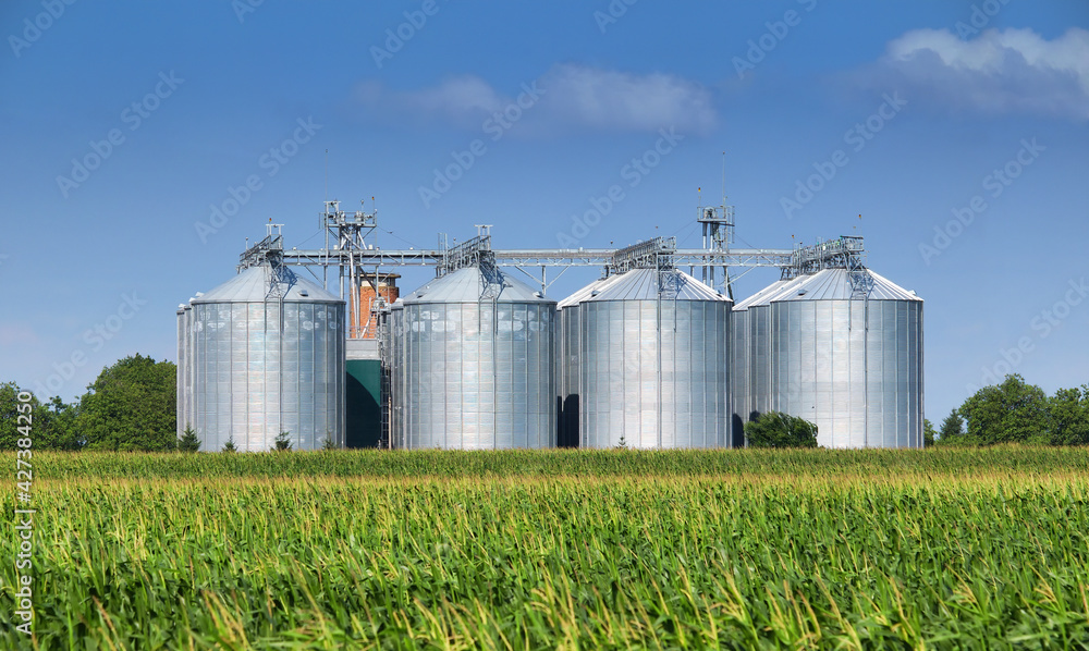 Grain silos in corn field under blue sky