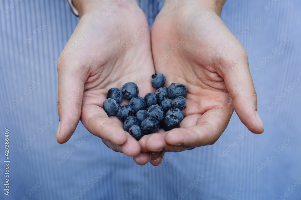 Fresh blueberries in young woman hands in a light blue dress background. Freshly picked organic blueberries. Healthy food eating concept. Fresh blueberries in young woman hands in a light blue dress background. Freshly picked organic blueberries. Healthy food eating concept.