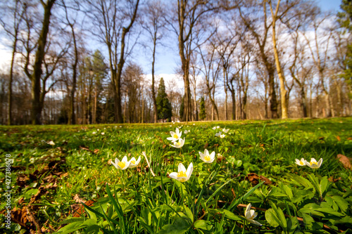 Fototapeta Naklejka Na Ścianę i Meble -  spring in the park