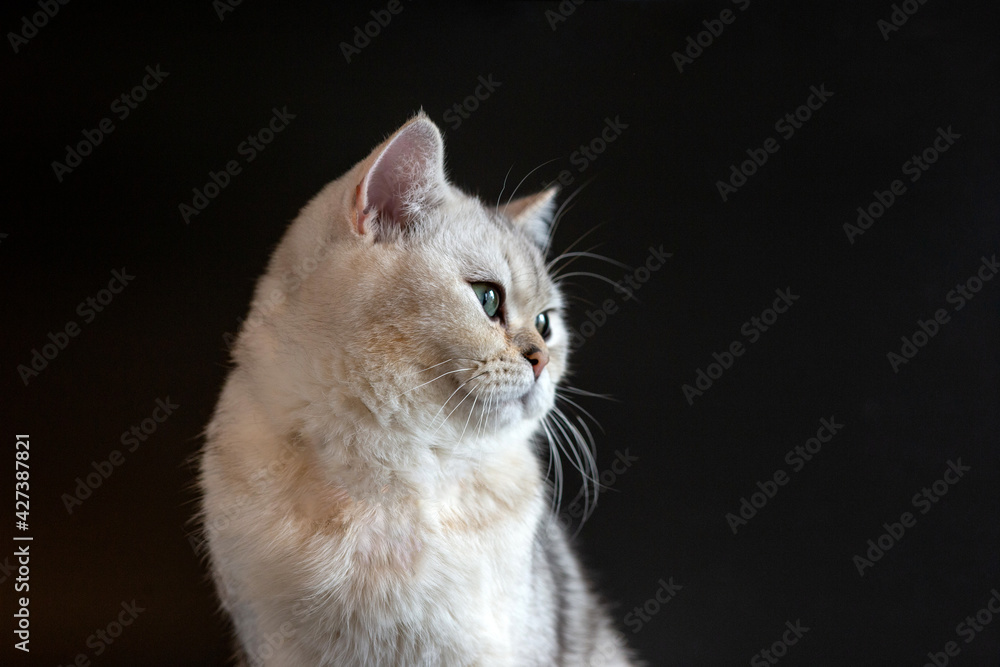Portrait of a white British cat, chinchilla color, with adorable gray eyes on an isolated black background