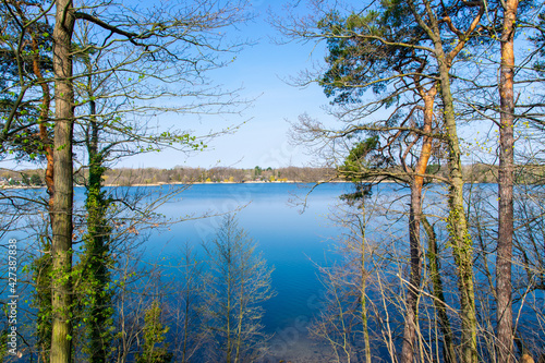 Fototapeta Naklejka Na Ścianę i Meble -  lake in the forest (Stienitzsee, Brandenburg, germany)