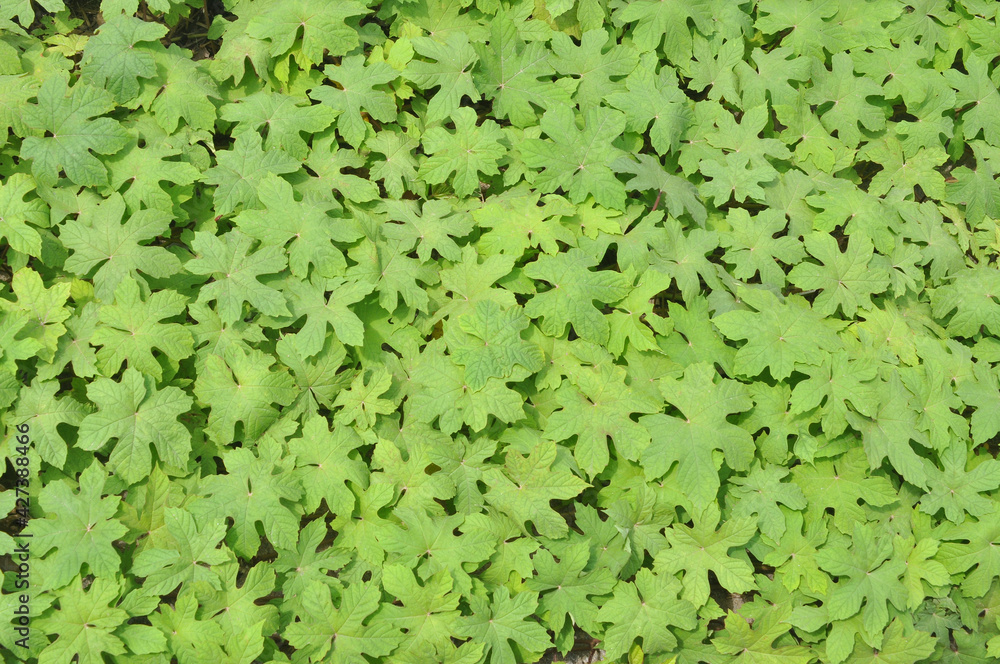 Fototapeta premium green background