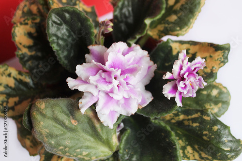 Violet (Latin Víola) with lush green leaves with yellow spots and purple flowers with light pink edges, close-up, top view. A blossoming indoor perennial plant on a white and red background. Flora.