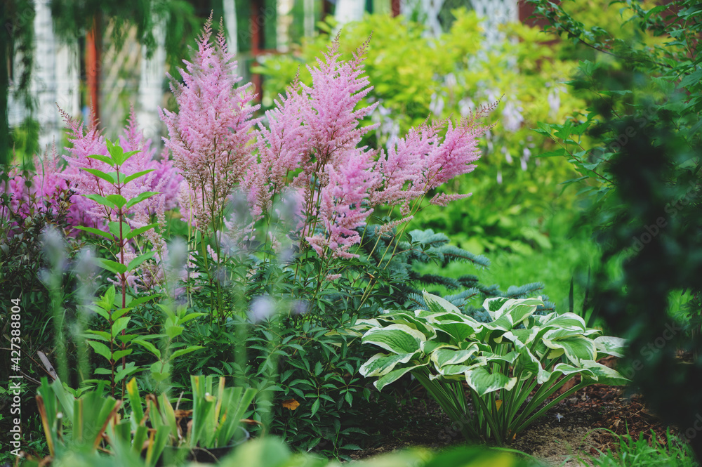 Obraz premium mixed garden shady border with hostas and astilbe planted together
