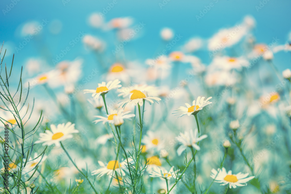 Wild chamomile flowers against the blue sky. Beautiful nature flower background