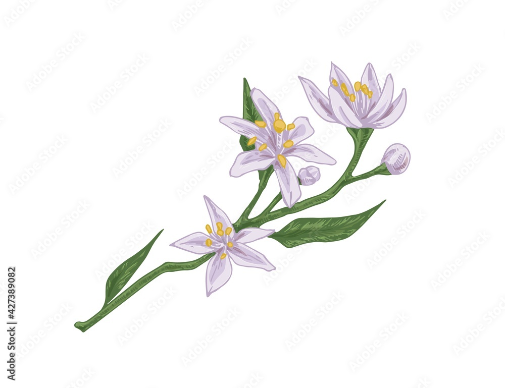 Branch of blooming citrus tree with gentle blossomed flowers and unblown buds isolated on white background. Spring twig of lemon plant. Realistic hand-drawn vector illustration in retro style