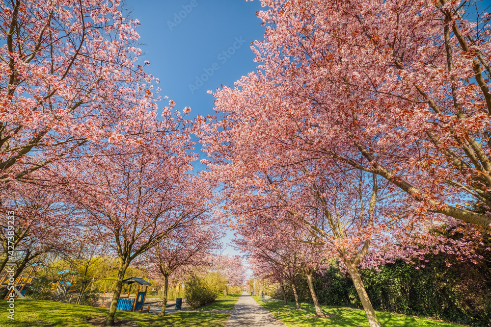 A Sakura cherry alley covered by pink flower blossoms on a calm, spring day with a kids playground. Tranquil, blooming cherry trees or cherry alleyway covered by pink blossoms. Bunkeflostrand, Sweden A Sakura cherry alley covered by pink flower blossoms on a calm, spring day with a kids playground. Tranquil, blooming cherry trees or cherry alleyway covered by pink blossoms. Bunkeflostrand, Sweden