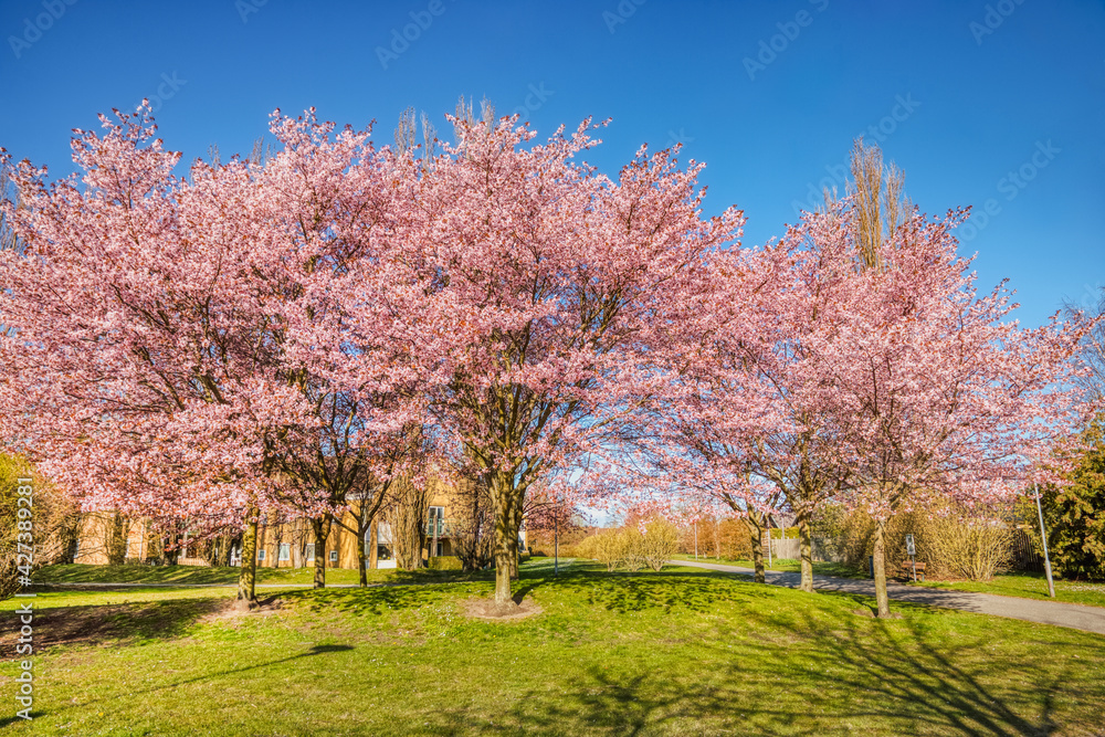 Copse of blooming cherry trees in a charming park with a trail. Group of Sakura trees covered by pink cherry flowers on a sunny day. Enchanting trees with cherry blossoms in a Swedish residential area Copse of blooming cherry trees in a charming park with a trail. Group of Sakura trees covered by pink cherry flowers on a sunny day. Enchanting trees with cherry blossoms in a Swedish residential area