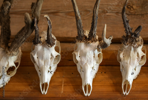 deer antlers as a hunting trophy hanging on a wooden wall