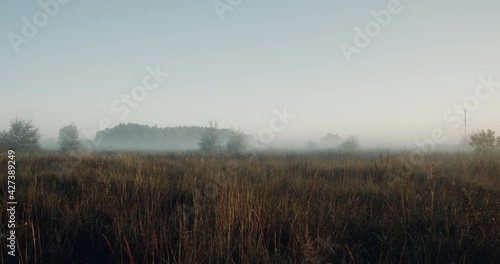Foggy morning landscape, uncultivated green field in the morning mist. Deep view on cereals and wild plants at the rural road. Magical sunrise out of the city. Nature wakes up.