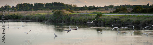 Oiseaux dans les marais