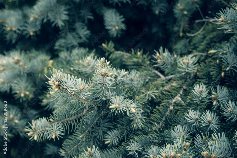 Blue spruce background . Nature  concept