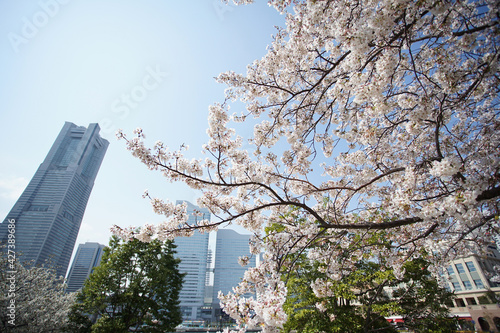 Wallpaper Mural Cherry blossoms bloom in the city of Yokohama, Japan in spring Torontodigital.ca
