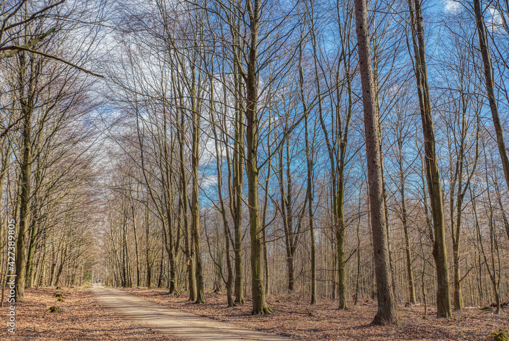 A beaten trail through bare woods in Skrylle on a winter sunny day. Pathway or beaten track in a sleeping forest among leafless trees conveys tranquillity and peace of mind amid lethargic nature A beaten trail through bare woods in Skrylle on a winter sunny day. Pathway or beaten track in a sleeping forest among leafless trees conveys tranquillity and peace of mind amid lethargic nature