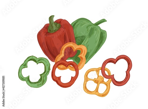 Whole fruits and ring slices of sweet bell peppers of red, green and yellow colors. Fresh organic vegetables. Colorful hand-drawn vector illustration of veggies isolated on white background