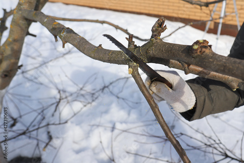 prune apple tree branches in the spring, gardening with trees in the spring