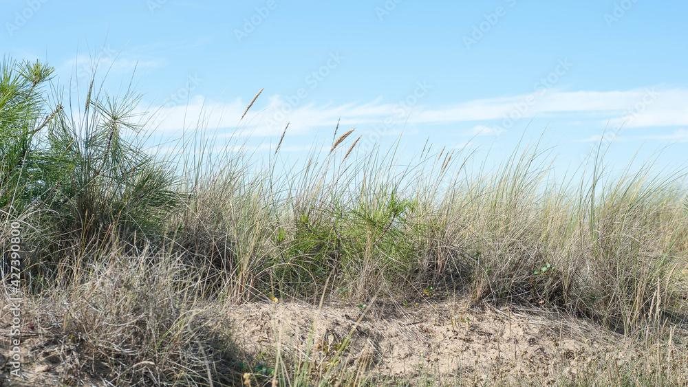 Oyats dans les dunes d'Oléron Oyats dans les dunes d'Oléron