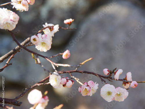 Plum blossom_3 © Shoko