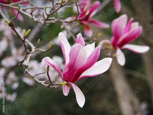 Magnolia_1