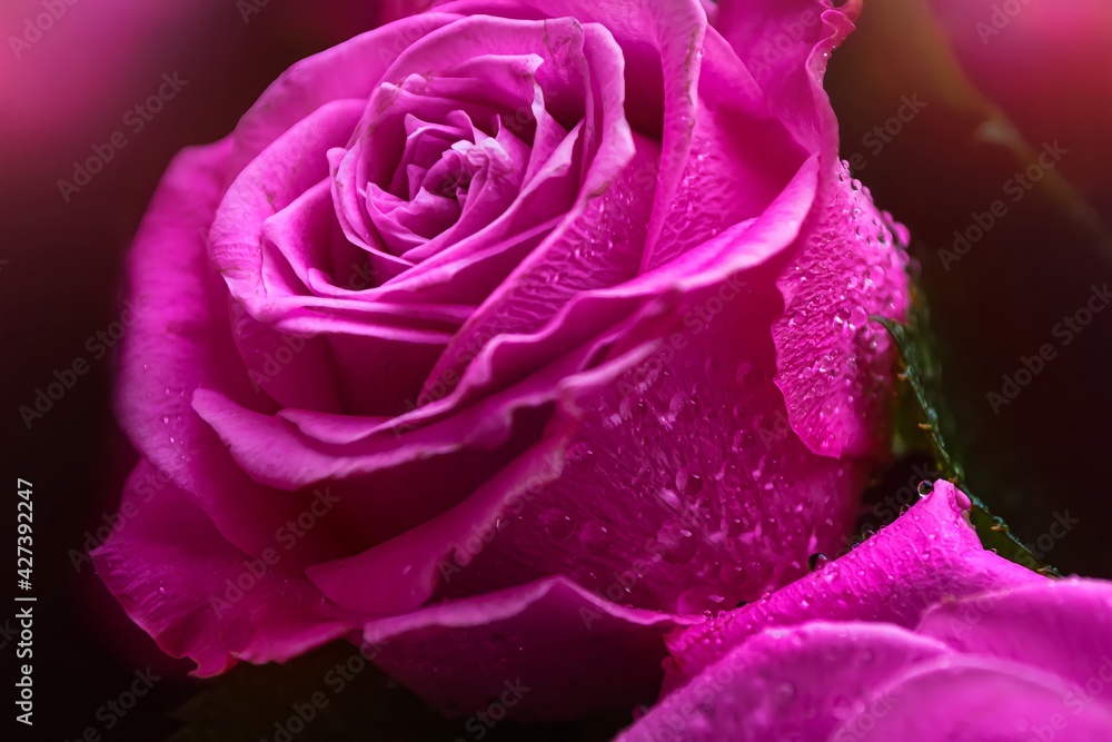 Abstract bright lilac pink background. Beautiful rose with water drops. Soft focus, shallow depth of field. Romantic style. Can be used as a postcard Abstract bright lilac pink background. Beautiful rose with water drops. Soft focus, shallow depth of field. Romantic style. Can be used as a postcard