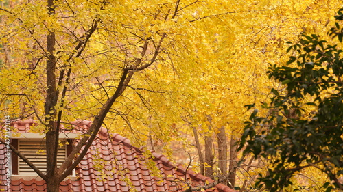 The beautiful autumn view in the city with the colorful leaves on the trees