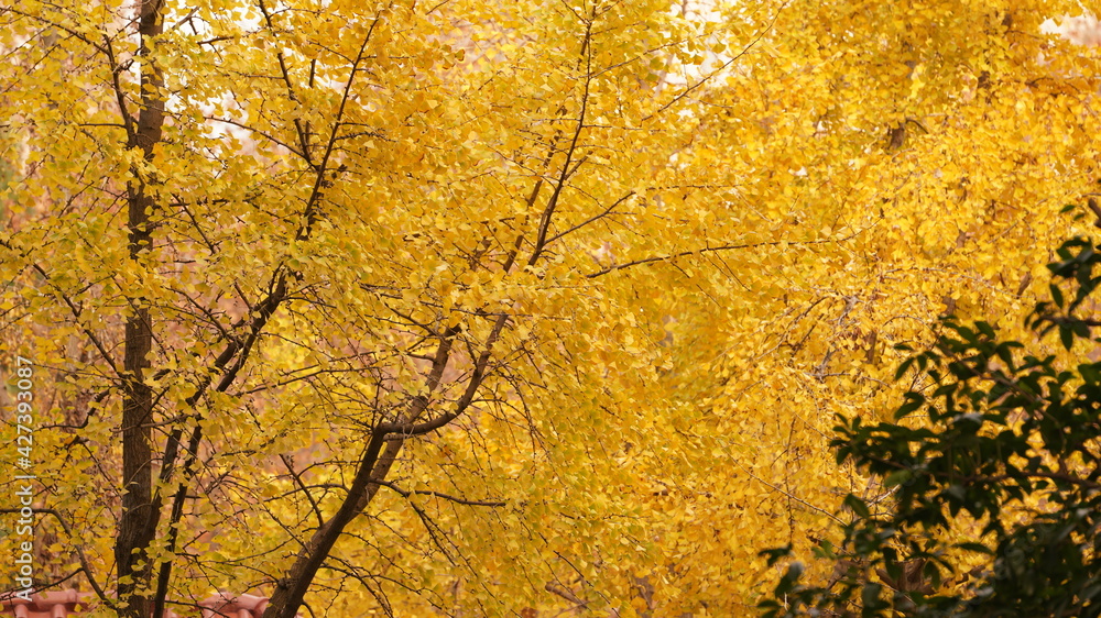 The beautiful autumn view in the city with the colorful leaves on the trees The beautiful autumn view in the city with the colorful leaves on the trees