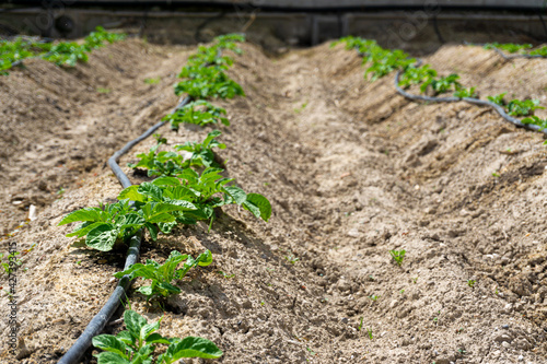 Potato harvest growing in the field