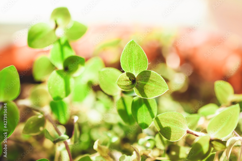 Growing plants at home. Home green plant close up.
