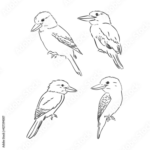 black outlined kookaburra bird-vector drawing, kookaburra vector sketch illustration on white background © Elala 9161