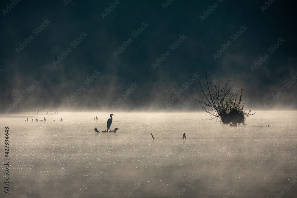 Obraz premium Silhouette of gray heron standing on coastline at beautiful sunrise with fog over water