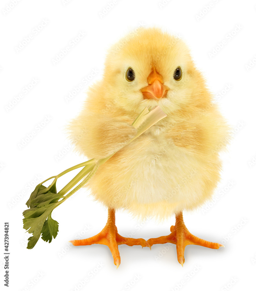 Obraz premium Cute cool chick eats celery healthy food diet vegetarian wellness funny conceptual image