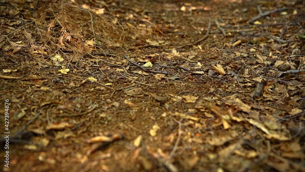 Man runs along a path in coniferous forest. Slow motion Man runs along a path in coniferous forest. Slow motion