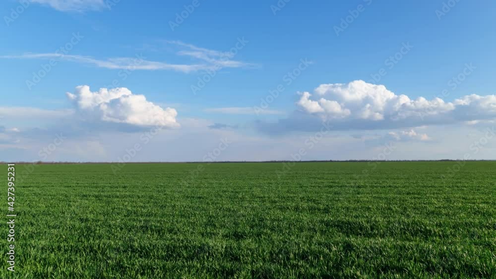 Timelapse of a young wheat field, barley, rye. Young green wheat sprouts of grain crops. Agricultural land.
Timelapse of a young wheat field, barley, rye. Young green wheat sprouts of grain crops. Agricultural land.