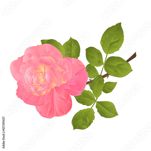 Pink rose orange center stem on a white background watercolor vintage editable vector botanical illustration hand draw