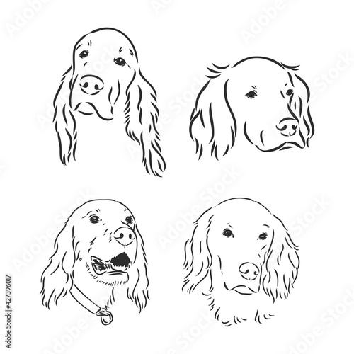 Sketch of Dog Irish Setter. Vector Illustration