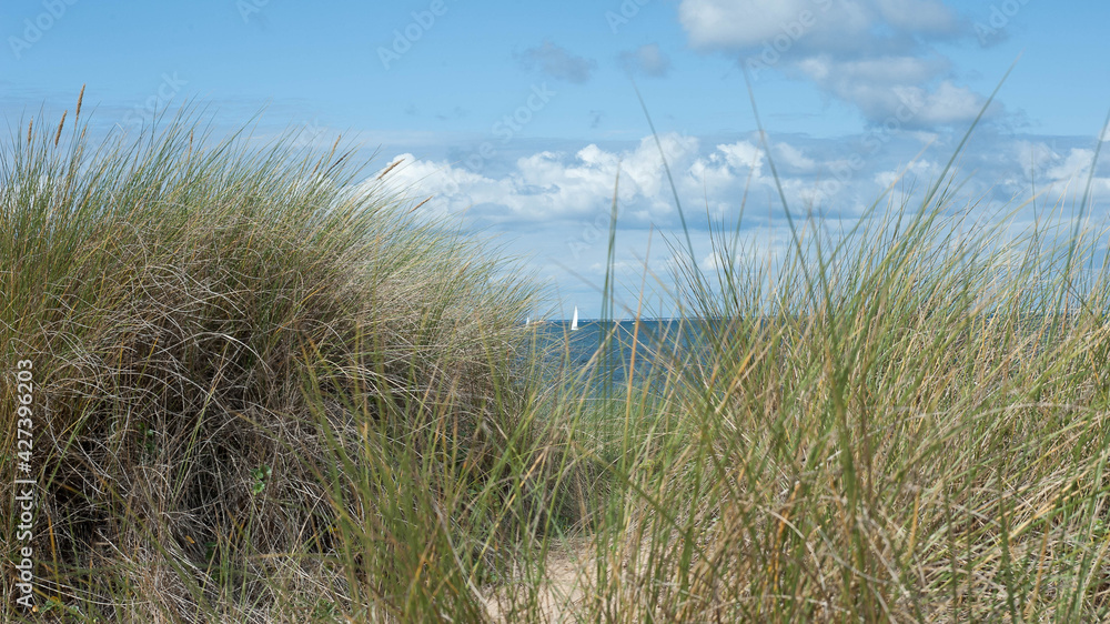 Fototapeta premium Oyats dans les dunes
