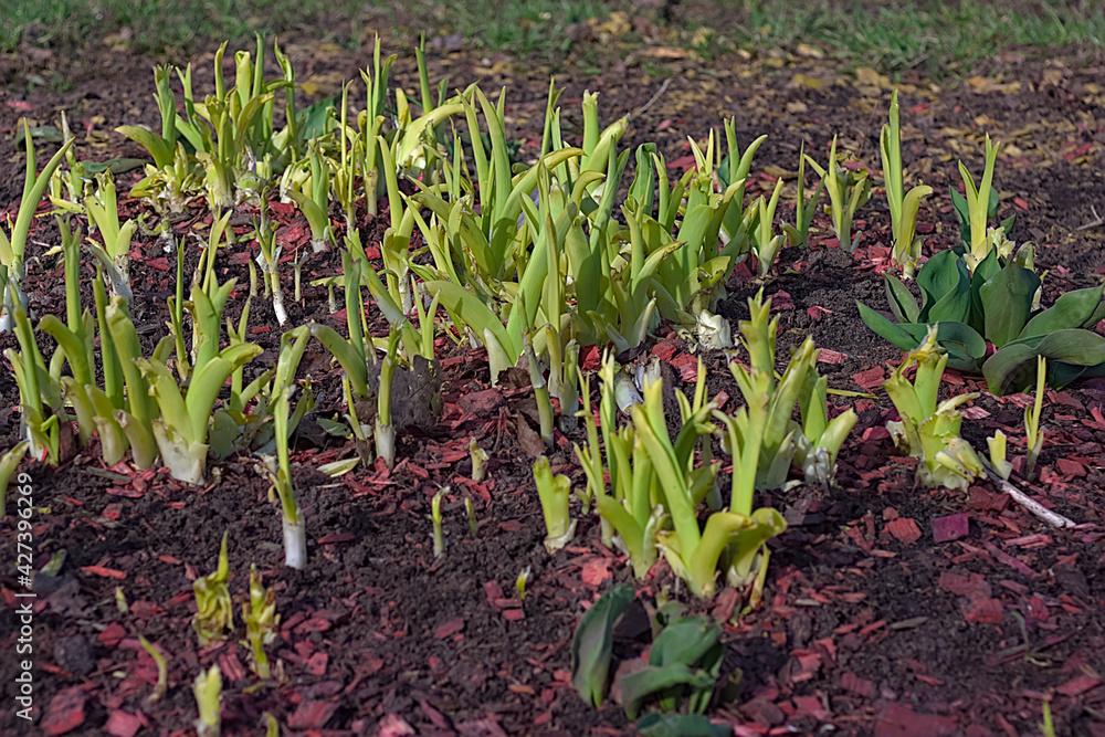 Fototapeta premium flower sprouts on a flower bed in spring