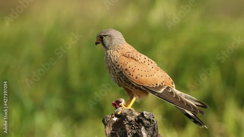 Male Common kestrel eating a freshly hunted field mouse at his favorite perch in the late afternoon lights