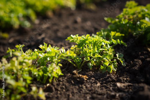 Parsley grows in the garden in the garden bed. Green juicy leaves in bright sunlight. Background of food leaves. Growing ingredients for salad, seasoning. Rows of parsley on the ground in soft focus