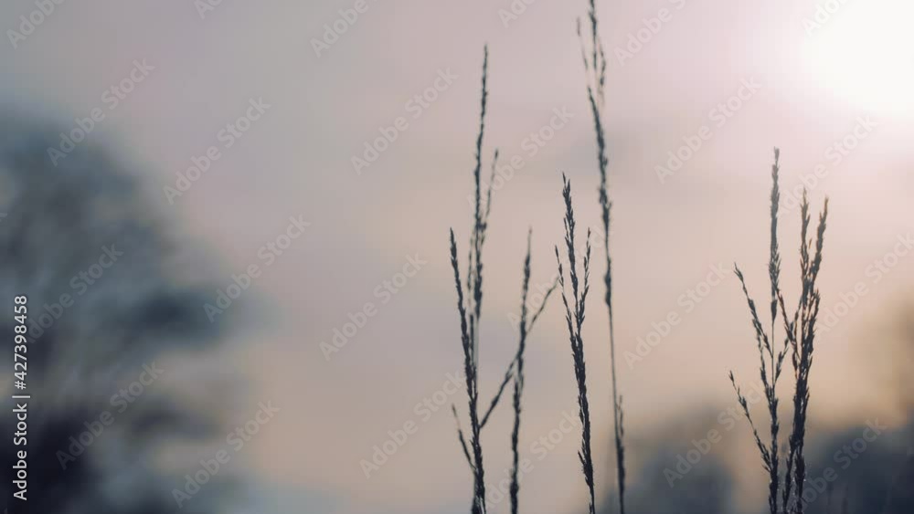 Wild Grass Stalks Gently Moving Against Winter Sunlight. Slow Motion
Wild Grass Stalks Gently Moving Against Winter Sunlight. Slow Motion