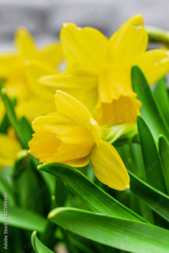 beautiful yellow wild daffodil bulbs (narcissus pseudonarcissus) flowers