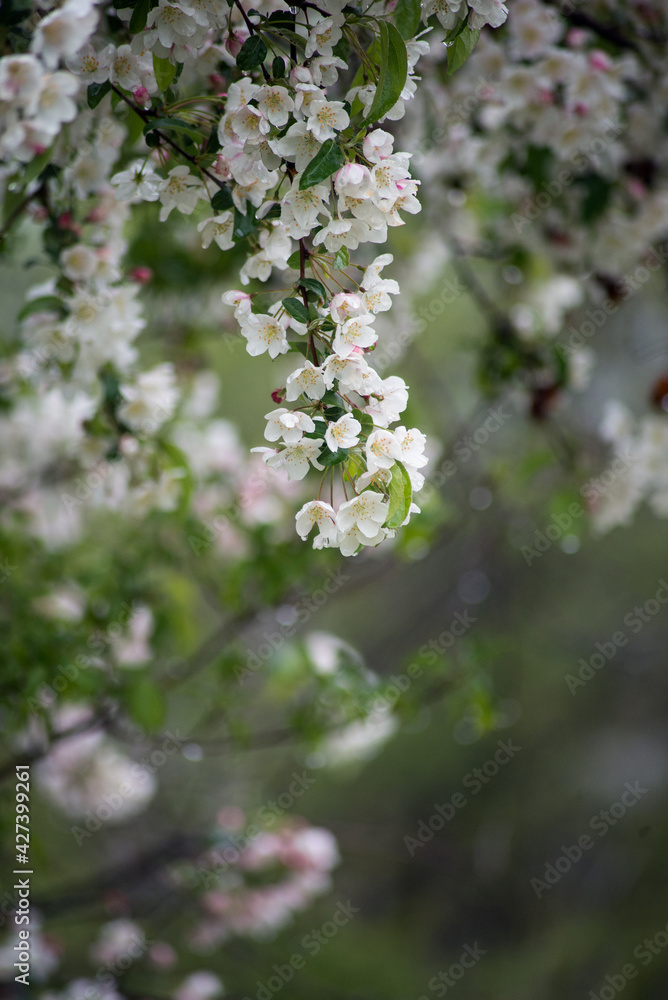 Closeup of white flowers on cherry blossom tree in a public garden
