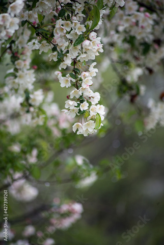 Closeup of white flowers on cherry blossom tree in a public garden