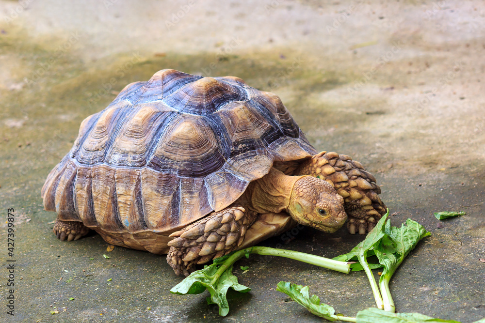 Fototapeta premium Tortoise or turtle eating vegetable.