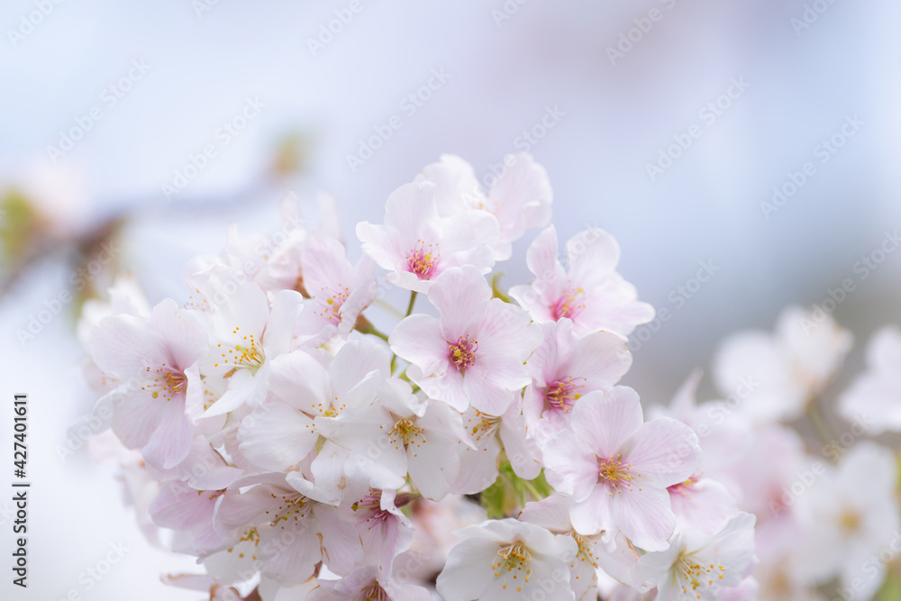 春が来た　満開の桜
