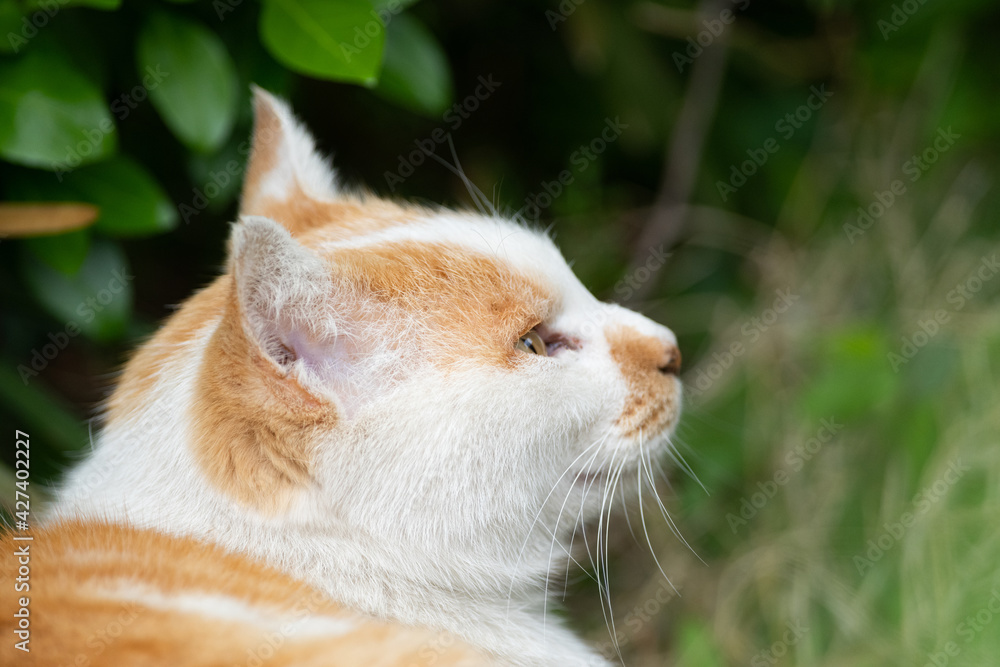 可愛い猫 茶白猫 Stock Photo Adobe Stock