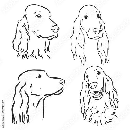 Sketch of Dog Irish Setter. Vector Illustration